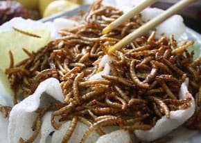edible mealworm _ pet food